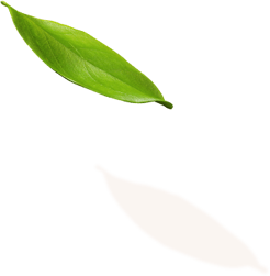 Nature leaf Design